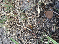 Poecilopompilus interruptus