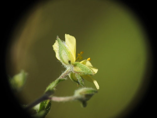 Image of Helianthemum salicifolium by (c) Yves Bas, some rights reserved (CC BY)