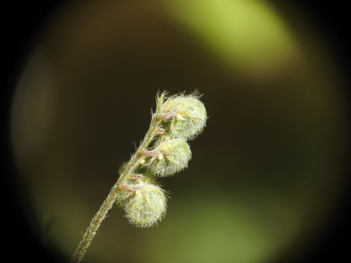 Island Medick (Medicago secundiflora)