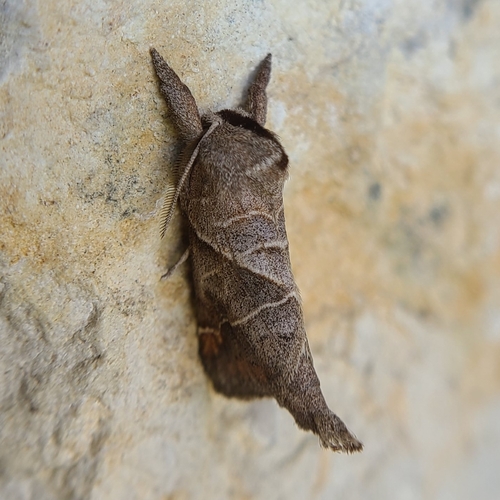 Angle-lined Prominent photo 5