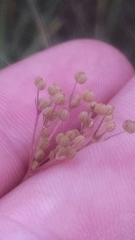 Spermolepis inermis