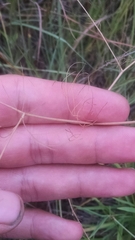 Spermolepis inermis