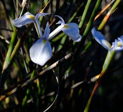 Moraea tripetala tripetala