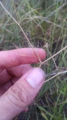Spermolepis inermis