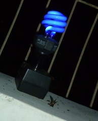 Apis dorsata breviligula