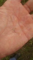 Spermolepis inermis