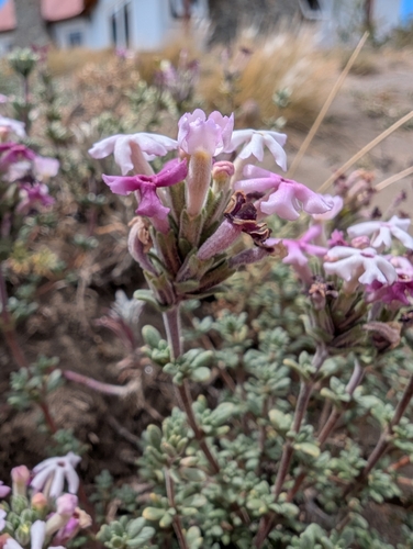 Junellia succulentifolia, photograph 5