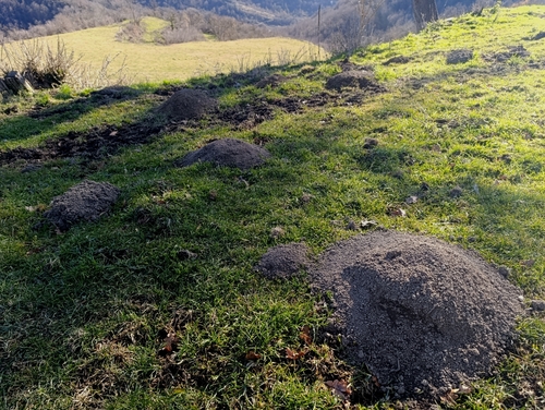 Aquitanian Mole