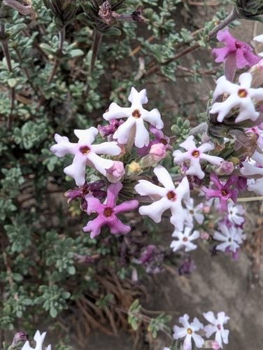 Junellia succulentifolia, photograph 6