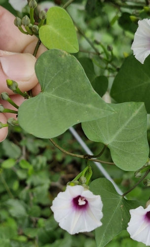 Image of Ipomoea amnicola by (c) Eduardo Luis Beltrocco, some rights reserved (CC BY)