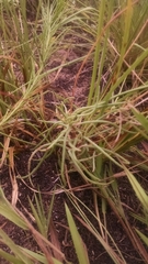 Phemeranthus rugospermus