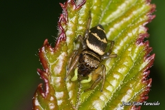 Heliophanus