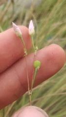 Phemeranthus rugospermus