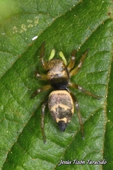 Heliophanus
