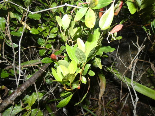 Image of Rhoicissus digitata by (c) Sean Hartnett, some rights reserved (CC BY)