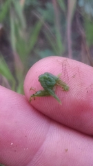 Phemeranthus rugospermus