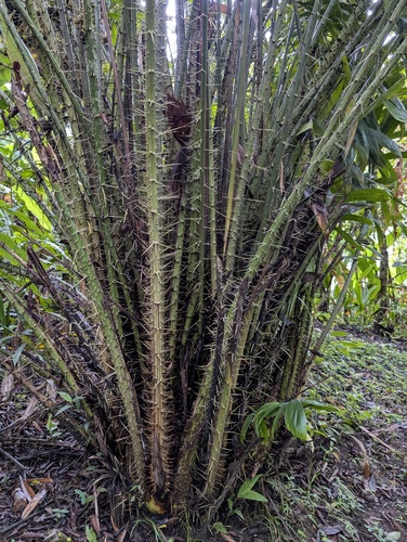 Salak (Salacca zalacca)