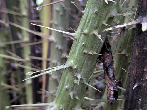 Salacca zalacca, photograph 2