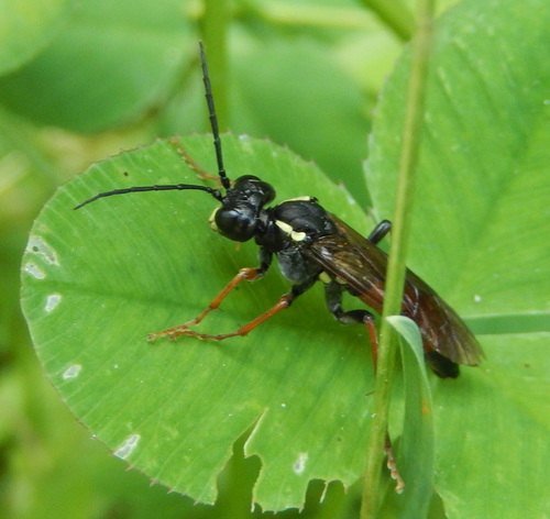Bogbean Sawfly