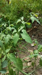Solanum americanum