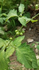 Solanum americanum