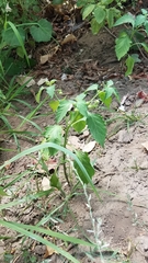 Solanum americanum