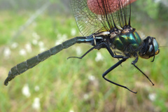 Somatochlora sahlbergi