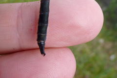 Somatochlora sahlbergi