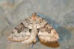 Thera contractata