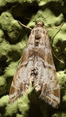 Petrophila confusalis