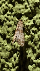 Petrophila confusalis
