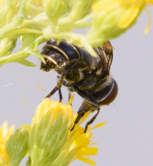 Eristalina
