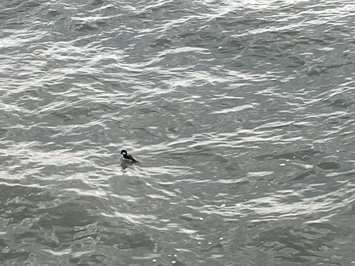 Bufflehead photographed in South Carolina
