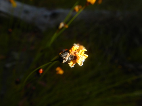 Xyris gracilis (Xyris gracilis)