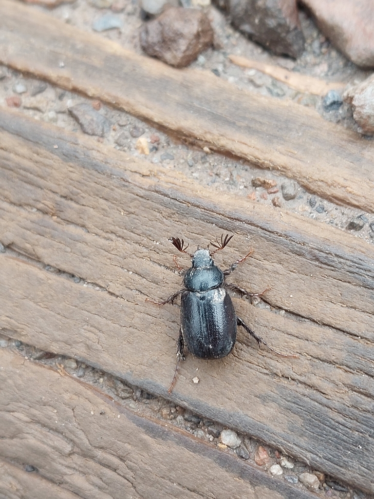 Pachydema obscura