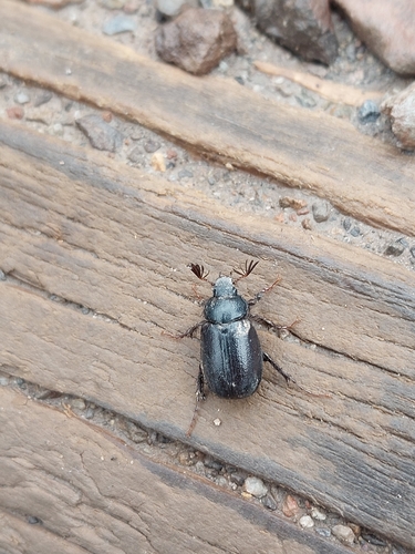 Pachydema obscura