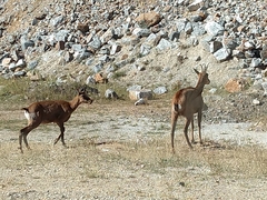 Rupicapra pyrenaica parva