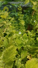 Melissa officinalis
