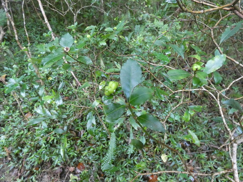 Forest Pepper-Seed Bush (Excoecaria simii)
