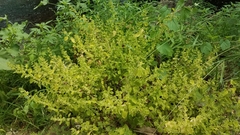 Melissa officinalis
