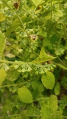 Melissa officinalis