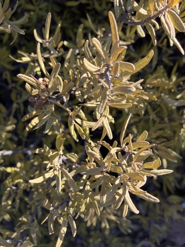 Desert olive (Forestiera shrevei)