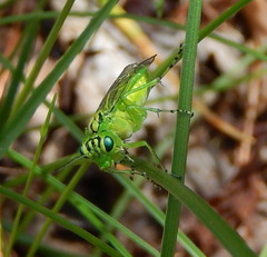 Rhogogaster punctulata