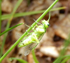 Rhogogaster punctulata