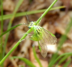 Rhogogaster punctulata