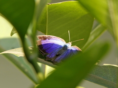 Arhopala centaurus pirama