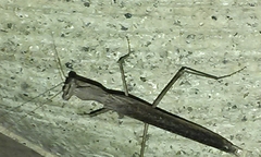 Litaneutria pacifica