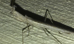 Litaneutria pacifica