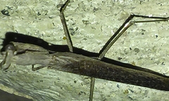 Litaneutria pacifica