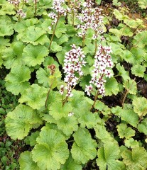 Boykinia richardsonii